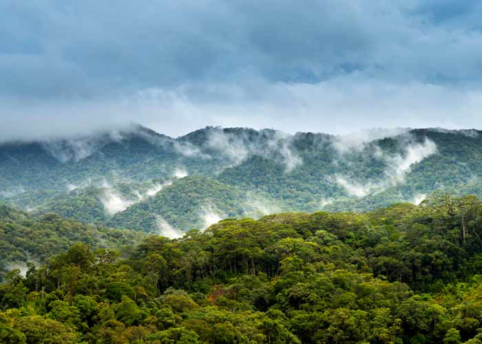 Manu Cloud Forest