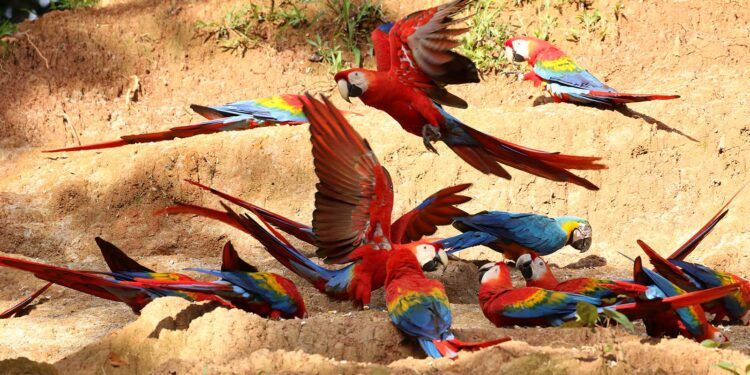 BEST Manu National Park 7 Days | Amazon Rainforest Tours