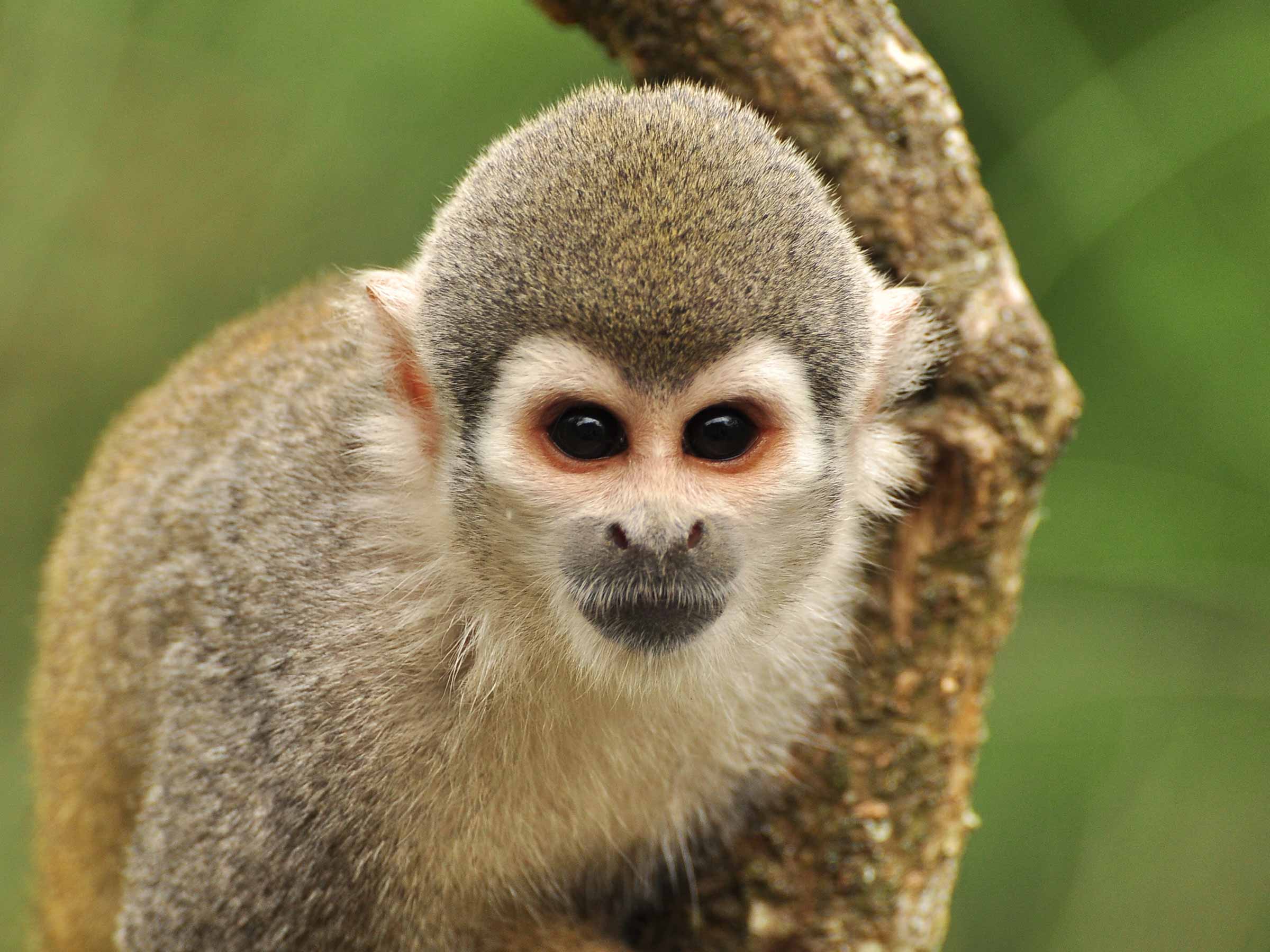 Best Manu National Park 8 Days | Amazon Rainforest Peru